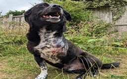 Mixed Breed dogs for adoption: Winston (Tripaw Terrier mix) - Image 18