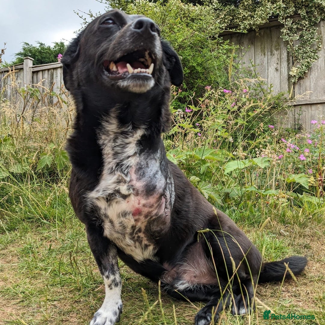 Mixed Breed dogs for adoption: Winston (Tripaw Terrier mix) - Image 18