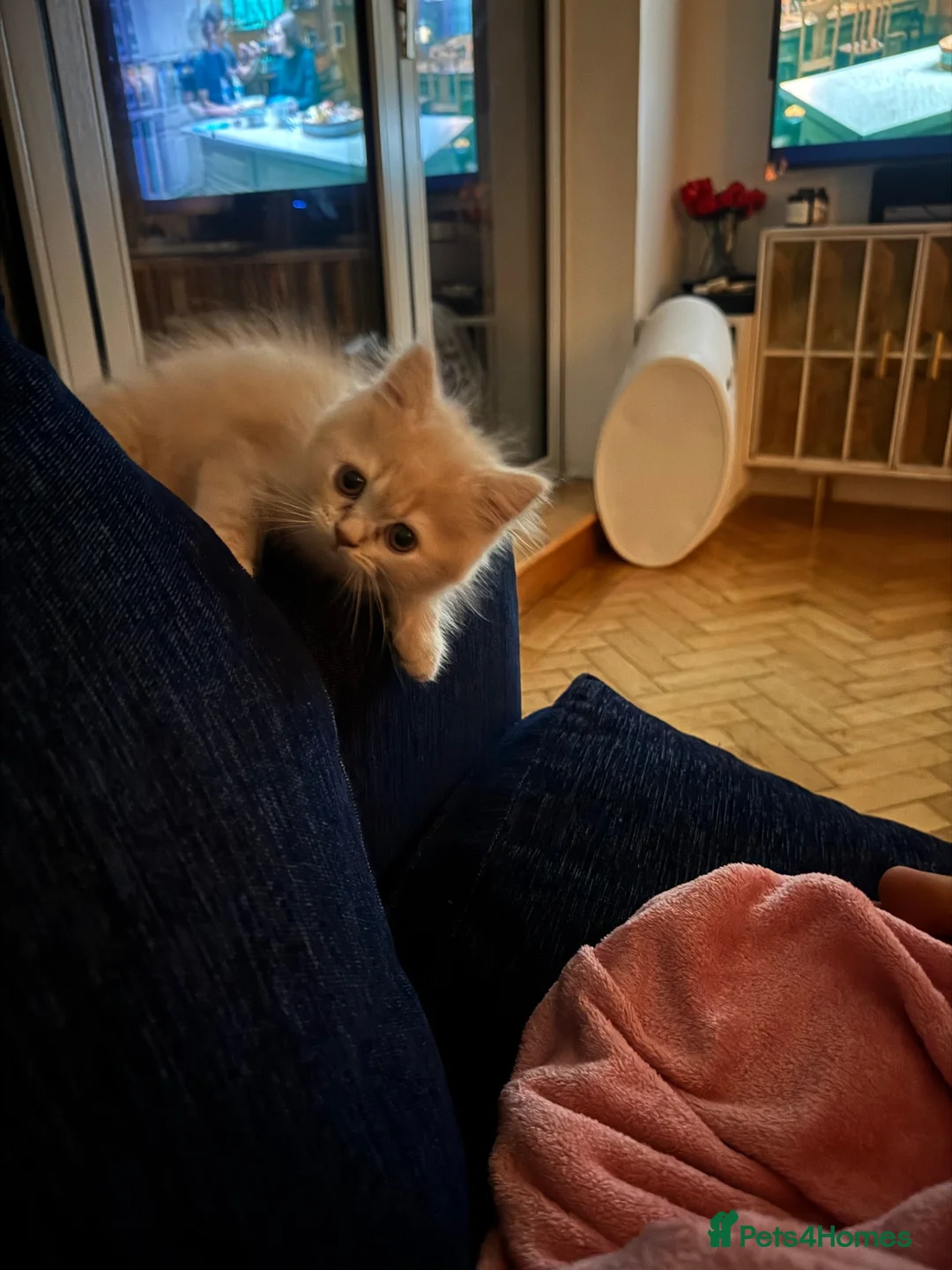 Persian cats for sale: Persian Kitten for Sale - Advert 1
