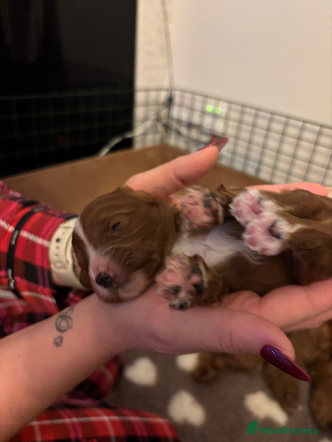 Cavapoo dogs for sale: Cavapoo F1B LAST GIRL AVAILABLE ♥️ - Advert 24