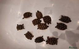 Tortoise reptiles for sale: Herman’s Tortoise Hatchlings  - Image 4