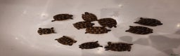 Tortoise reptiles for sale: Herman’s Tortoise Hatchlings  - Advert 4
