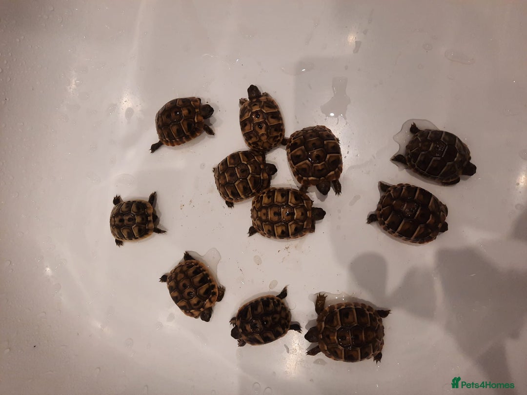 Tortoise reptiles for sale: Herman’s Tortoise Hatchlings  - Image 4