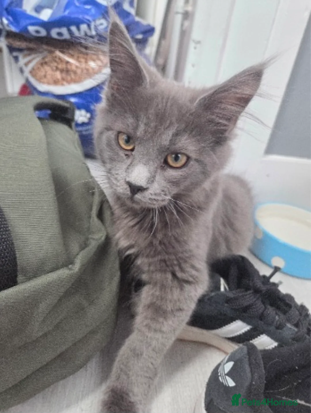 Maine Coon cats for sale: Solid Grey Male Mainecoon - Advert 1