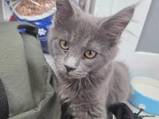 Maine Coon cats Solid Grey Male Mainecoon - Advert 4
