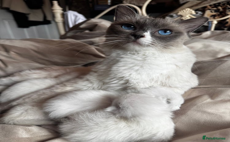 Ragdoll cats - Advert 3