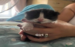 British Shorthair cats for sale: Short haired kittens - Image 6