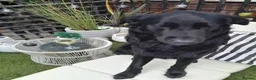 Golden Shepherd dogs for sale: ​Jet Black Golden Shepherd Needs Only-Dog Home in Thetford - Advert 13