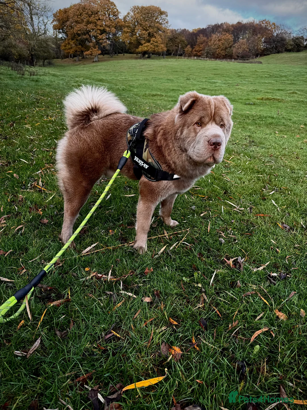 Shar Pei dogs for stud: Yogi Bear for Stud 🧸🤜 - Advert 5