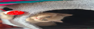 Friendly British Shorthair Girl