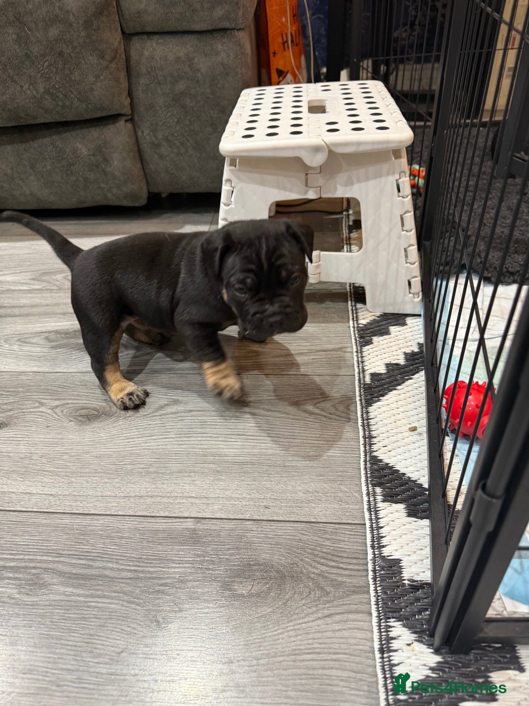 Mixed Breed dogs for sale: American french bully  - Advert 8