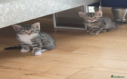 Bengal cats for sale: Half bengal kittens  - Image 2