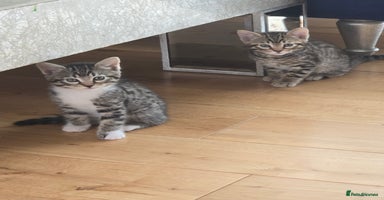 Bengal cats - Advert 16