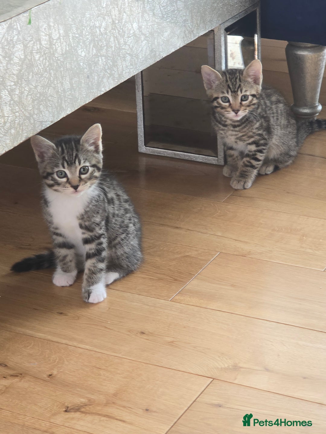 Bengal cats for sale: Half bengal kittens  - Image 2
