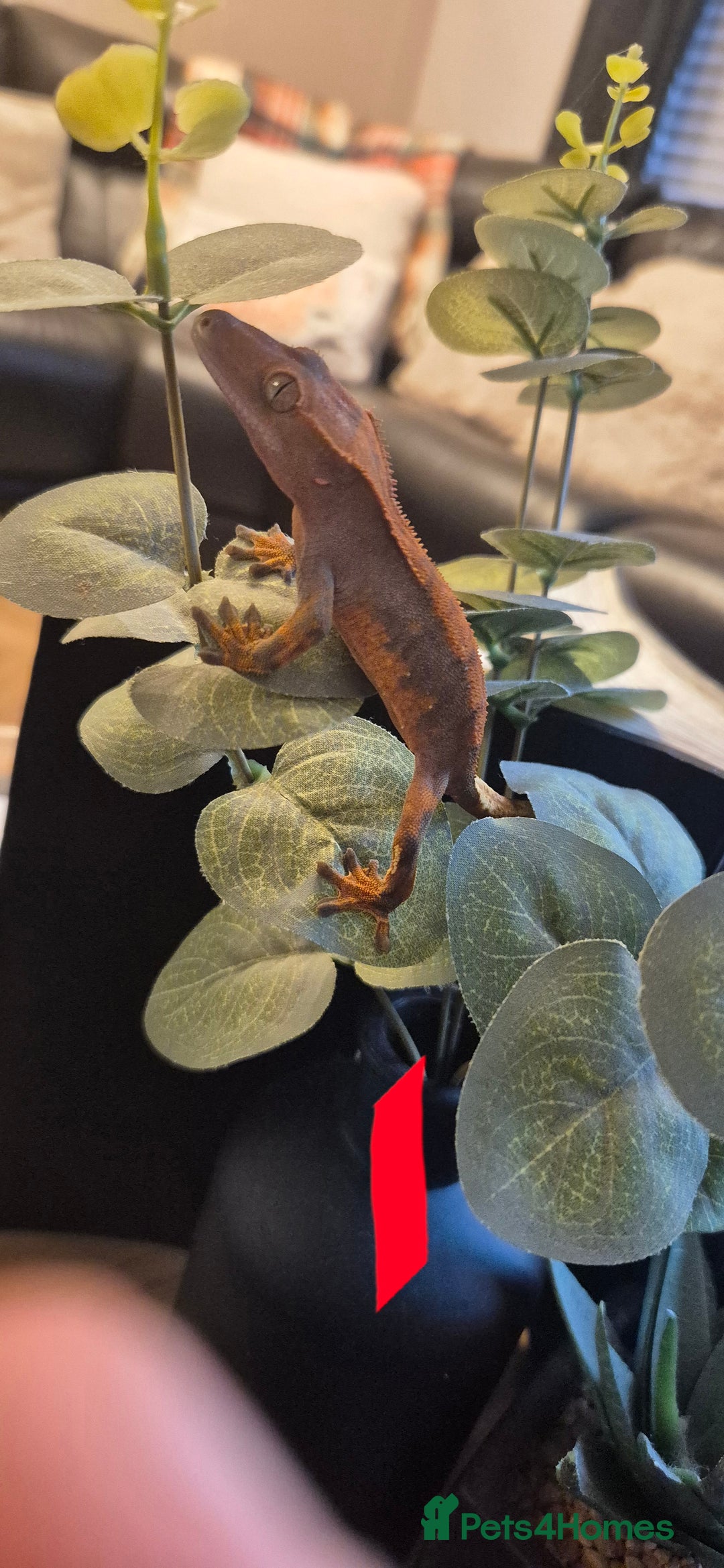 Gecko reptiles for sale: Crested Geckos in Liverpool - Image 3