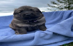 German Shepherd dogs for sale: Gorgeous German Shepherd pups - Image 3