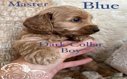 Cockapoo dogs for sale: F1 Cockapoo’s DNA Health Tested Parents - Image 24