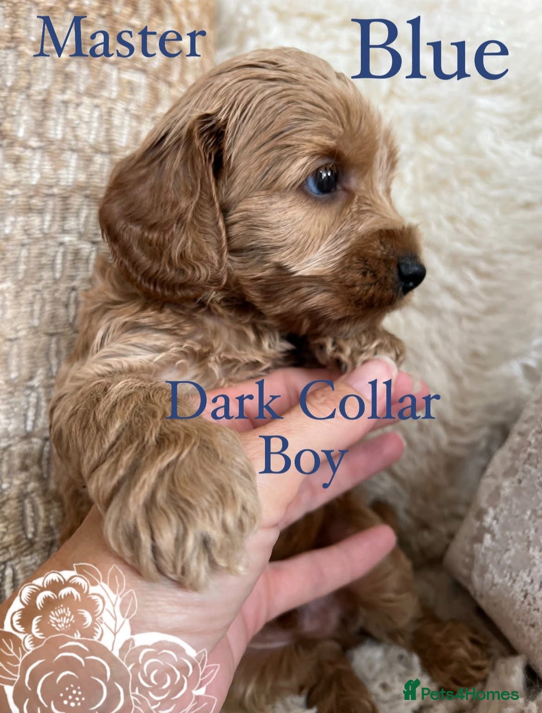 Cockapoo dogs for sale: F1 Cockapoo’s DNA Health Tested Parents - Image 24