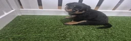 Rottweiler dogs for sale: Adorable, Confident, Chunky KC Rottie Pups  - Advert 14