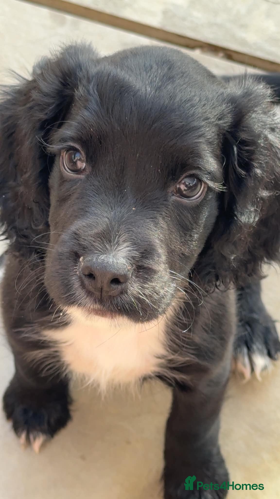 Cocker Spaniel dogs KC Black male cocker spaniel ready to leave - Advert 16