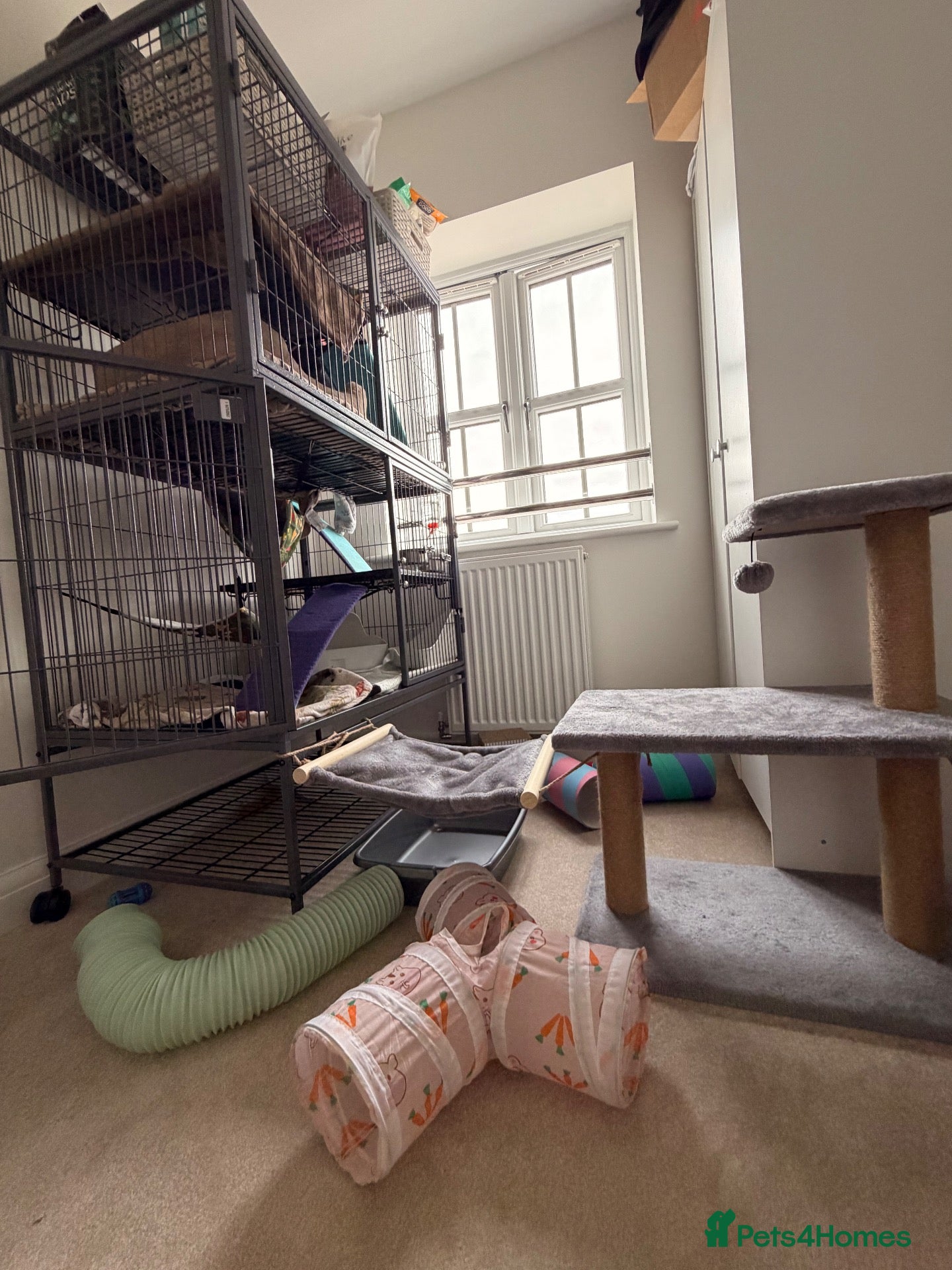Ferret rodents Lovely Jill and Hob  - Advert 2