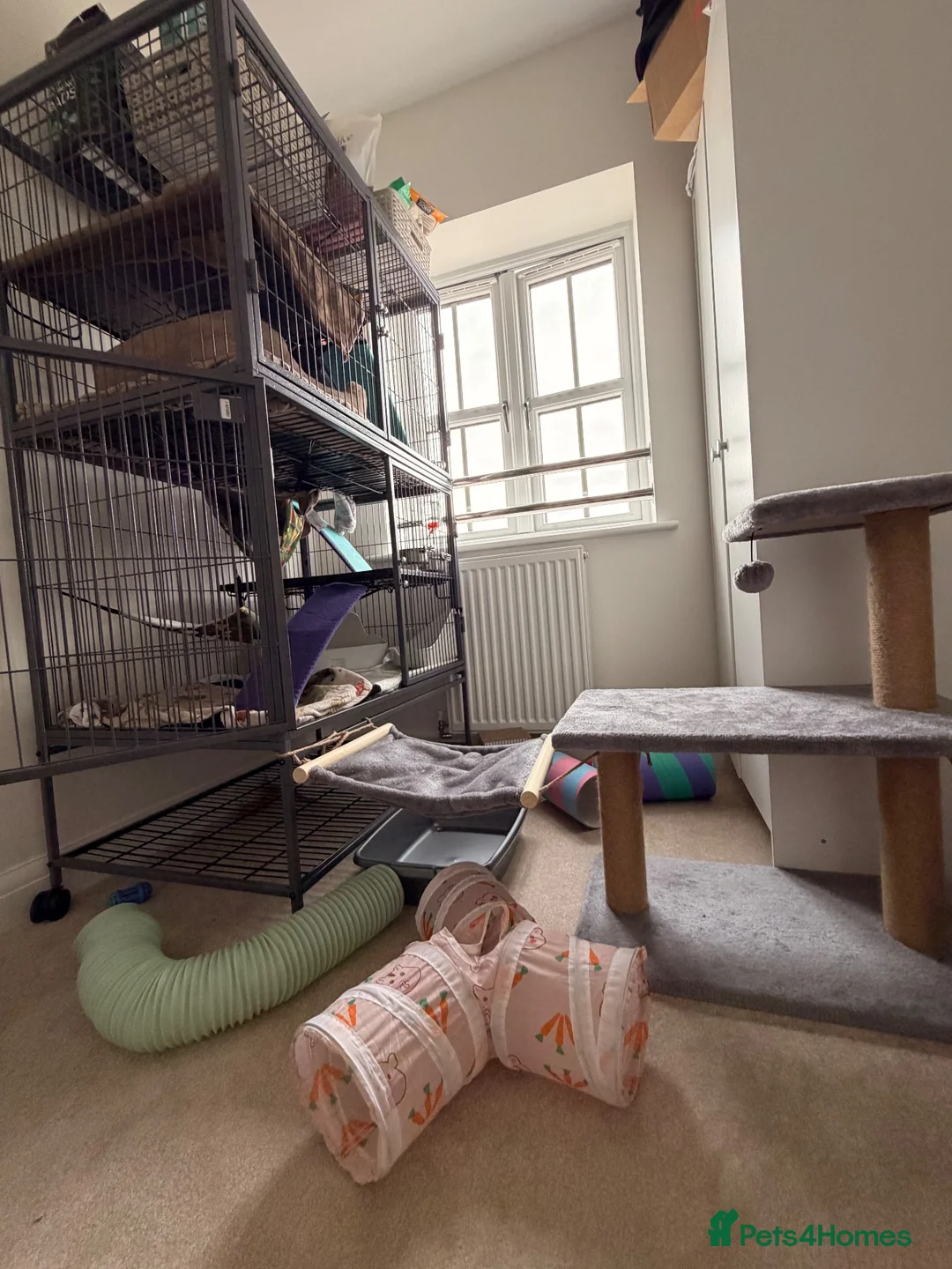 Ferret rodents for sale: Lovely Jill and Hob  - Advert 2