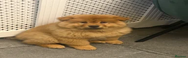 Chow Chow Puppy 1