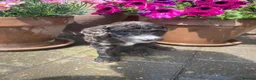Cockapoo dogs for sale: Beautiful Litter of F1B Cockapoos🐶 - Advert 28