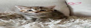 Domestic Shorthair 6