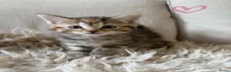 Domestic Shorthair cats for sale: Beautiful kittens for sale❤️ in Newent - Advert 2