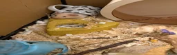 Hamster rodents for sale: Male Syrian hamster and cage  - Advert 4