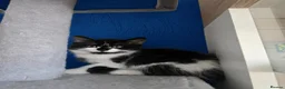 Mixed Breed cats for sale: 5 fluffy shy kittens looking for new home - Advert 8