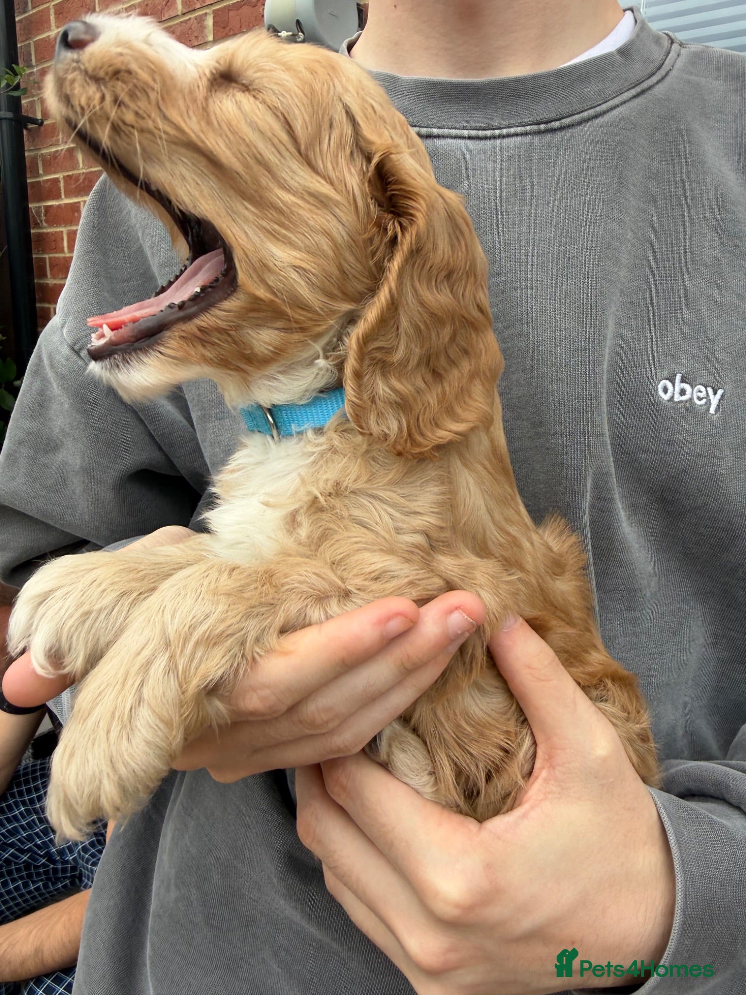 Cockapoo dogs F1B Cockapoo’s 1 Male left  - Advert 2