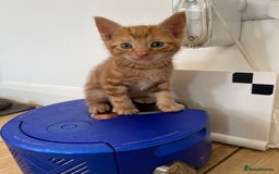 Persian cats for sale: His name is Lilo - Image 1