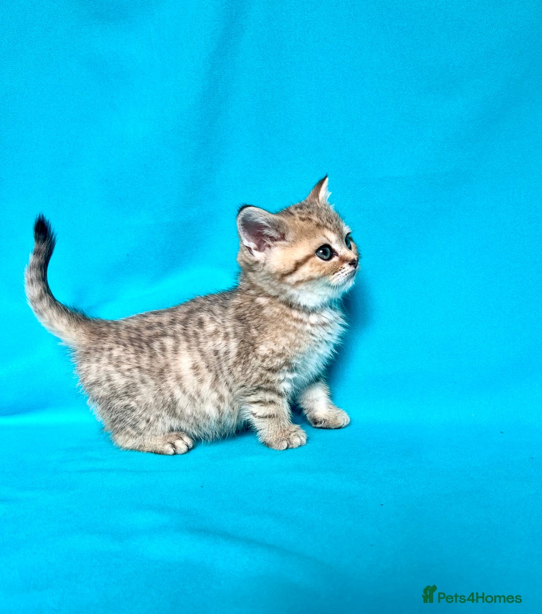 British Shorthair cats for sale: 🐾Purebred BSH kittens🐾 - Image 19