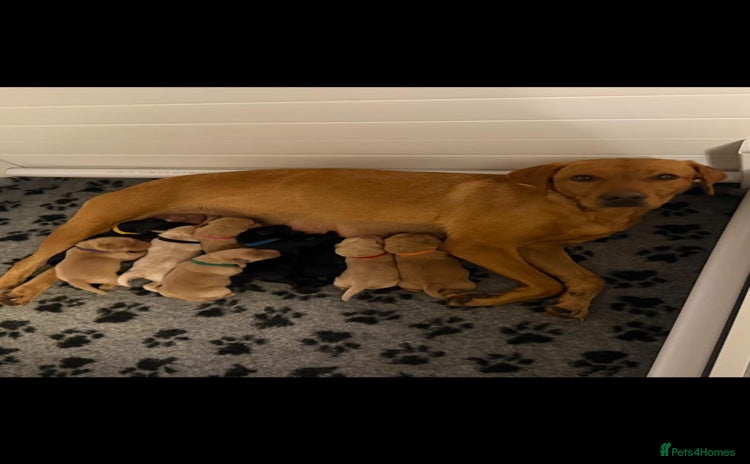 Labrador Retriever dogs - Advert 12
