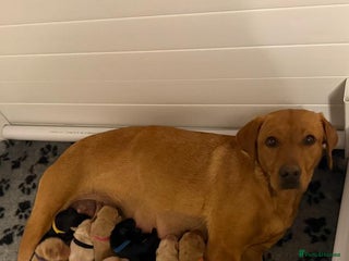 Labrador Retriever dogs - Advert 5