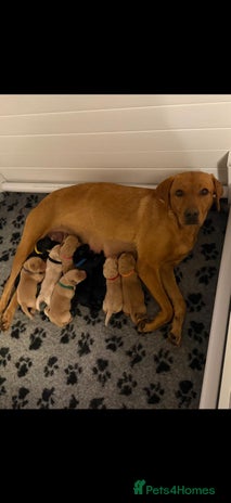 Labrador Retriever dogs - Advert 4