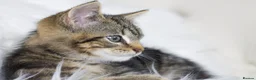 Mixed Breed cats for sale: Stunning Male Tabby Kitten  - Advert 8