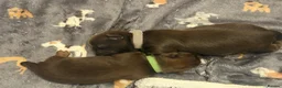 Shih Tzu dogs for sale: Imperial Full KC Reg litter of 4 male pups - Advert 5