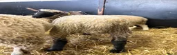 Sheep livestock for sale: Ewe Lambs - Advert 11