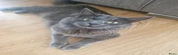 Domestic Shorthair cats for sale: kittens Bourton-on-the-water - Advert 7