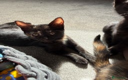 RagaMuffin cats for sale: Ragamuffin kittens  - Image 33