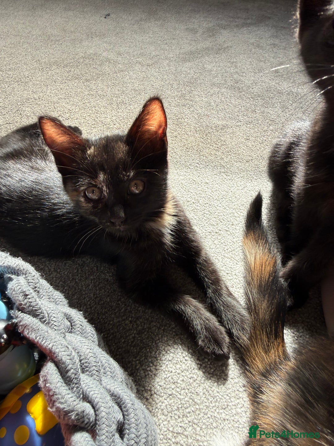 RagaMuffin cats for sale: Ragamuffin kittens  - Image 33
