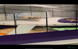 Hamster rodents for sale: 🐹 Syrian Hamster for Sale – Cage and Extras 🏡 - Image 3