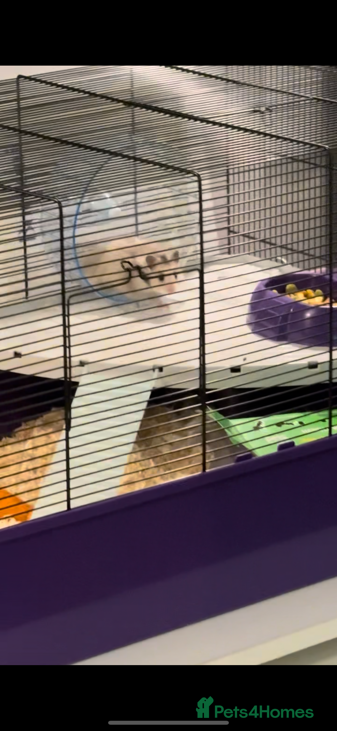 Hamster rodents for sale: 🐹 Syrian Hamster for Sale – Cage and Extras 🏡 - Image 3