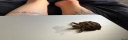 Tortoise reptiles for sale: Tortoise for rehoming - Advert 6