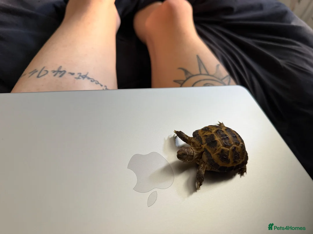 Tortoise reptiles for sale: Tortoise for rehoming - Advert 6
