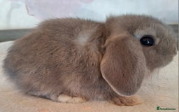 Mini Lop rabbits for sale: Mini lops - Image 11
