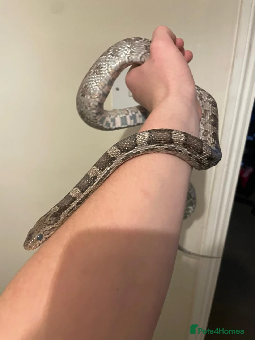 Corn Snake reptiles for sale: Corn snake and viv in Andover - Advert 2